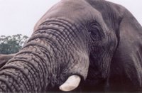 Elephant_eye-1.jpg